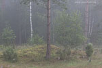 Lichtstimmungen
