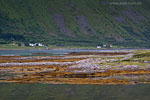 Lofoten