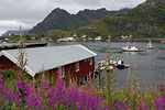 Lofoten