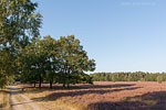 Lneburger Heide