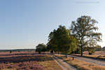 Lneburger Heide