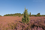 Lneburger Heide