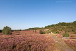 Lneburger Heide