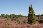 Lneburger Heide