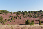 Lneburger Heide