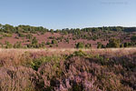 Lneburger Heide