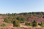 Lneburger Heide