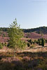 Lneburger Heide
