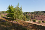 Lneburger Heide