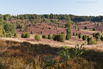Lneburger Heide