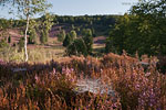 Lneburger Heide
