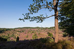 Lneburger Heide