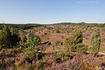 Lneburger Heide