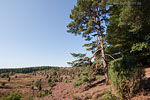 Lneburger Heide