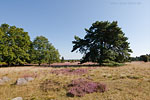 Lneburger Heide