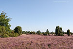 Lneburger Heide