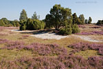 Lneburger Heide