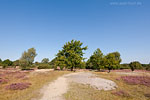 Lneburger Heide