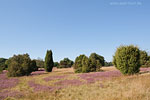 Lneburger Heide