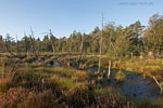 Moor