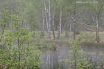 Moor