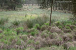 Moor