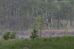 Moor