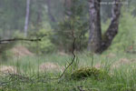 Moor