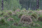 Moor