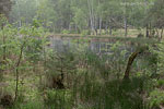 Moor