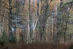 Moor