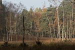 Moor