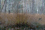 Moor