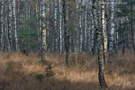 Moor