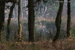 Moor
