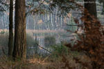 Moor