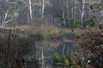 Moor