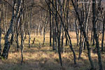 Moor