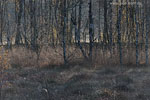 Moor