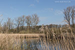 Moor