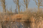 Moor