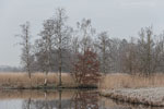 Moor