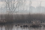 Moor