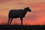 Schleswig-Holsteinische Westkste