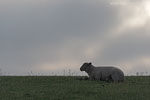 Schleswig-Holsteinische Westkste