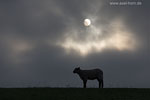 Schleswig-Holsteinische Westkste