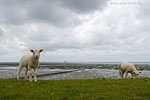 Schleswig-Holsteinische Westkste