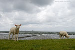 Schleswig-Holsteinische Westkste