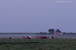 Schleswig-Holsteinische Westkste