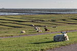 Schleswig-Holsteinische Westkste